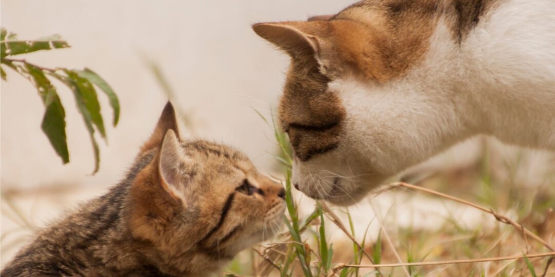 Помнят ли котята свою маму — как на самом деле устроена материнская связь у кошек