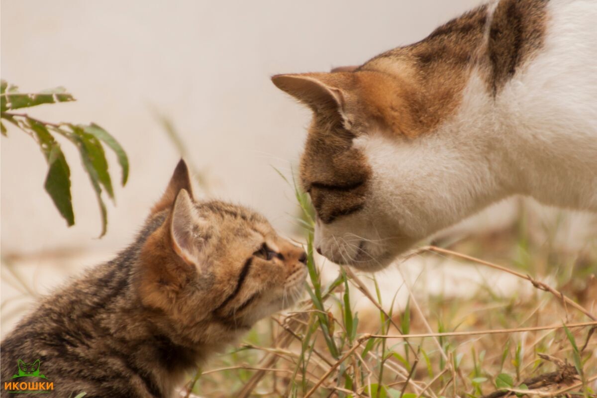 Мама-кошка с котёнком 