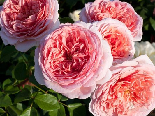Роза Abraham Darby