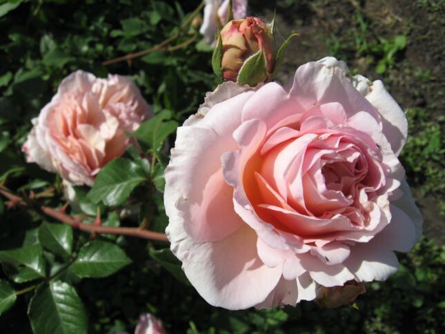 Роза Абрахам Дерби в полуроспуске.