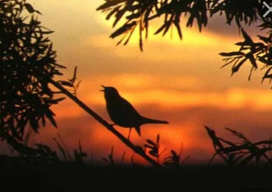 Интернет ресурсы. 