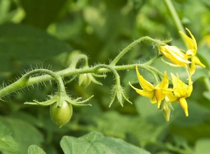 Почему не завязываются томаты и как им помочь с плодоношением