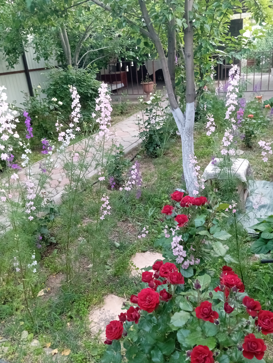 Мой милый дворик. 