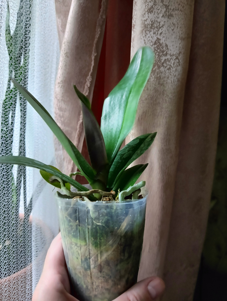 Но вот тут гниль какая-то. 