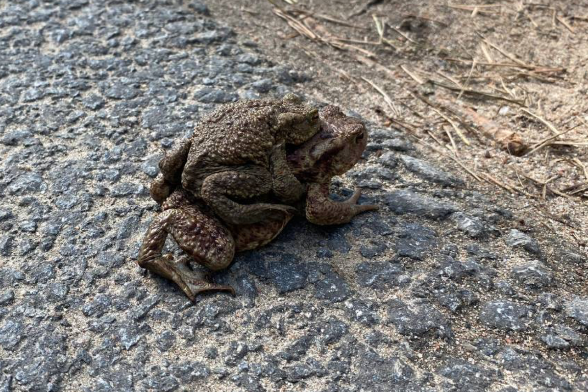     / Источник: ©Telegram-канал Комитета по природопользованию Петербурга