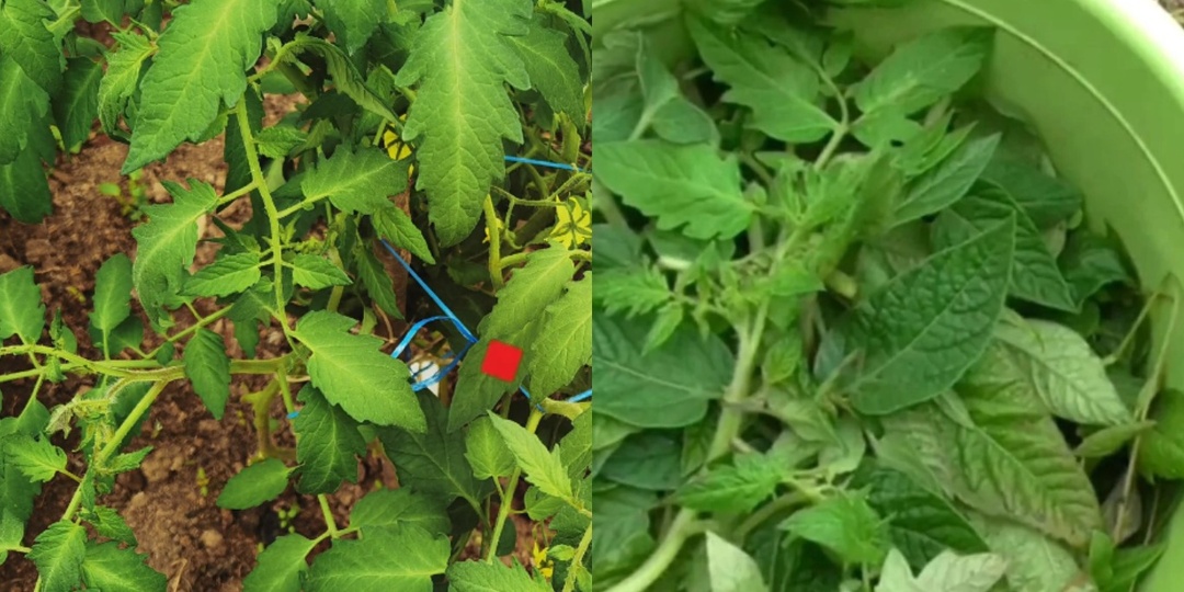 Собираю нижние листья томатов в банку с водой на 3 дня. Получается лучше любого стимулятора роста