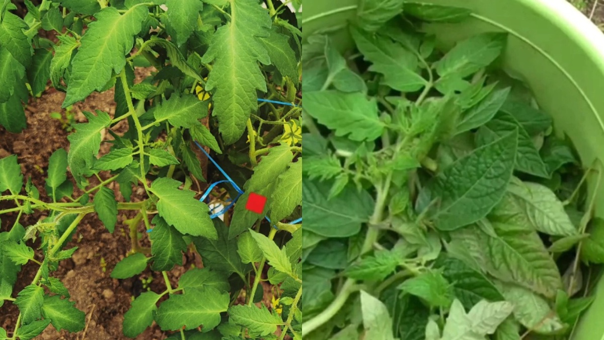 Домашний настой против магазинной химии - результат говорит сам за себя