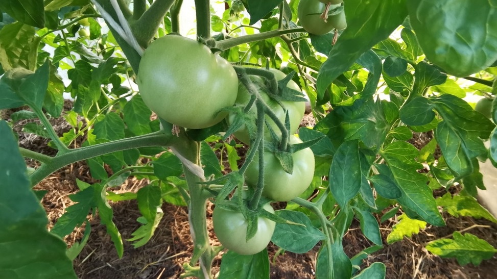 Эффект после применения настоя из листьев томатов