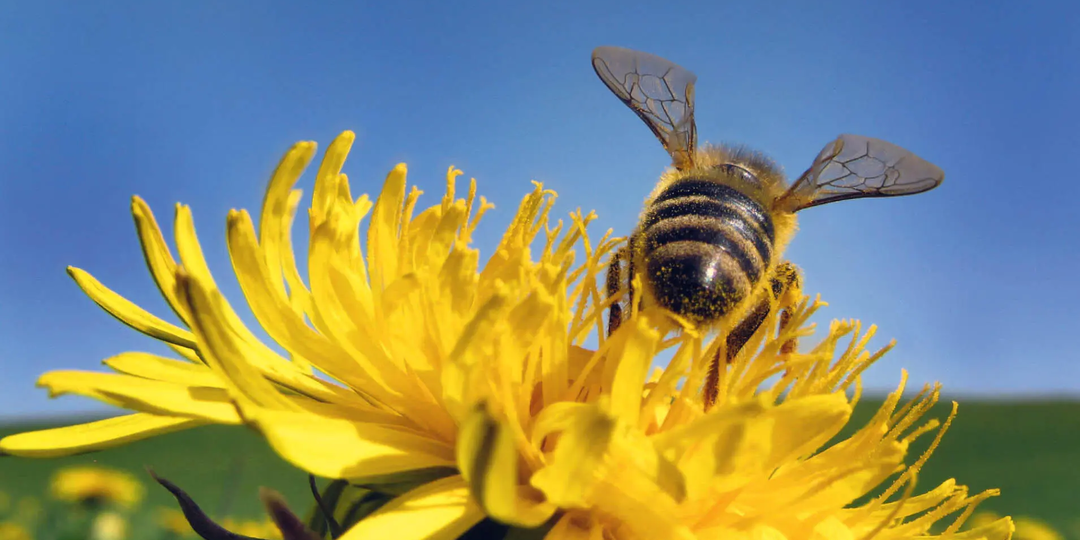 Подготовка пчел к главному взятку