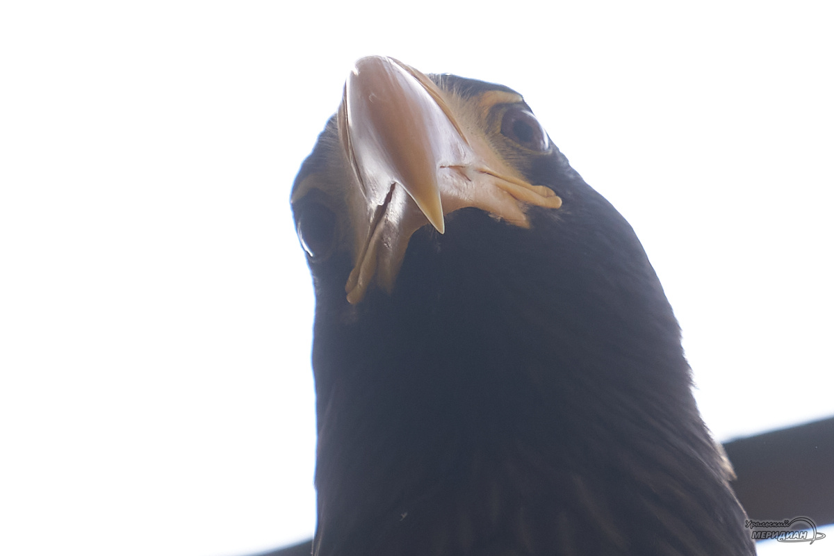    Фото: Лидия Аникина © ИА «Уральский меридиан»