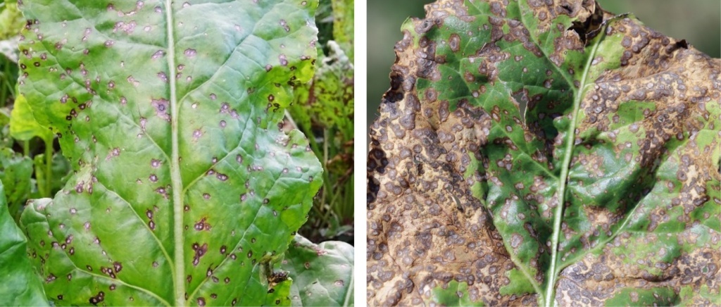 Симптомы церкоспороза на листьях сахарной свеклы