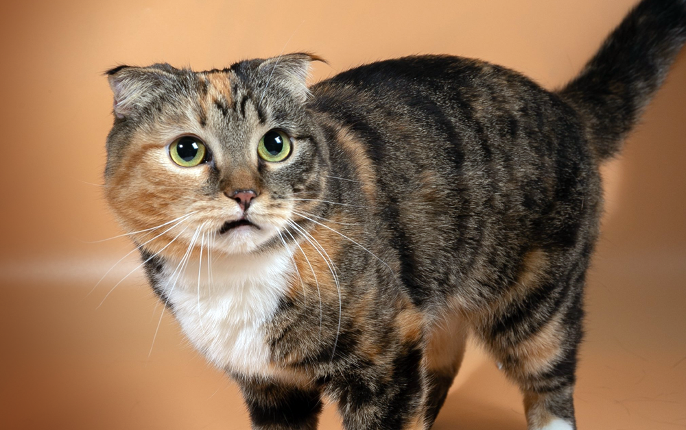 Когда у щенка или котёнка лезут зубы — что делать, чтобы не сойти с ума? / Изображение: AlphaPet