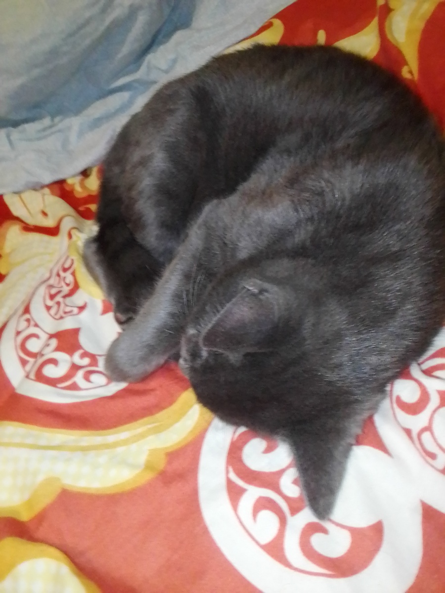 Тишка спит.