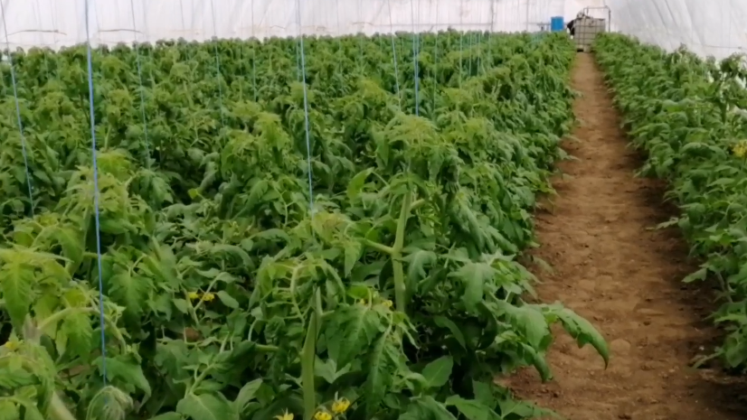 Исправляю жирующие цветущие томаты 1 обработкой по листу. Через 10 дней завязей как после дождичка