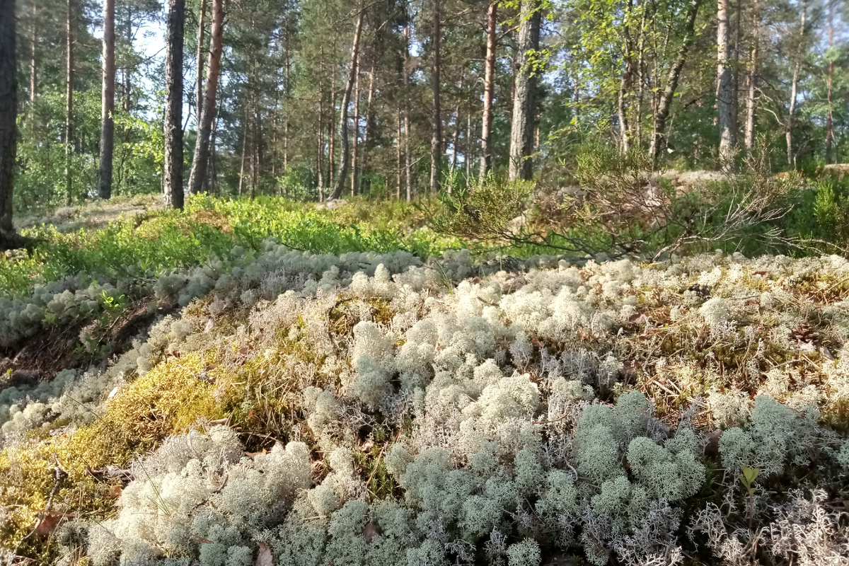 Лишайник клядония (со вкусом грибов - мы пробовали)