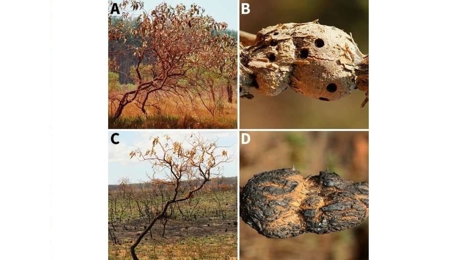   Jean Carlos Santos et al. / Ecology, 2025