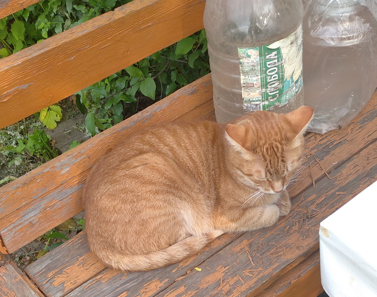 Личное  фото