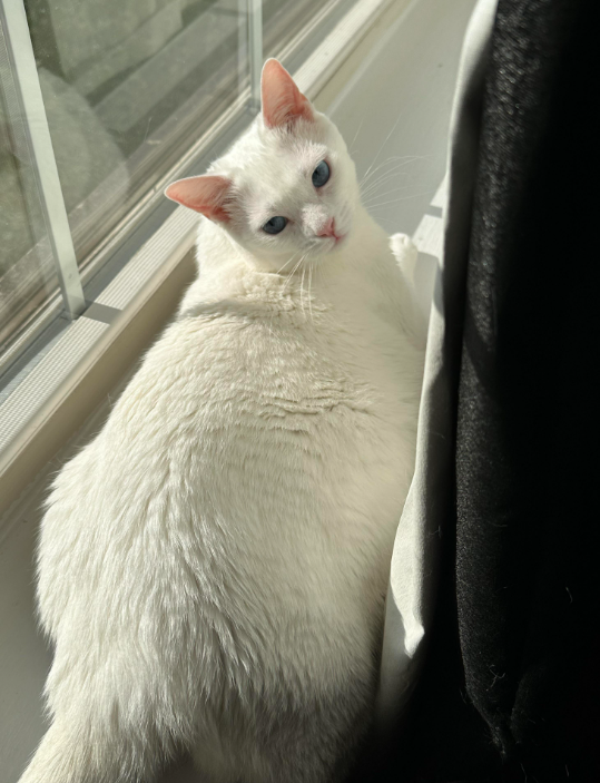 Снежинка – само воплощение зимней сказки