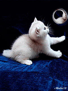 Ватрушка с интересом изучает инопланетные объекты