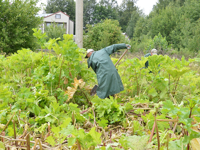 В Твери в этом году предстоит уничтожить 40 гектаров борщевика