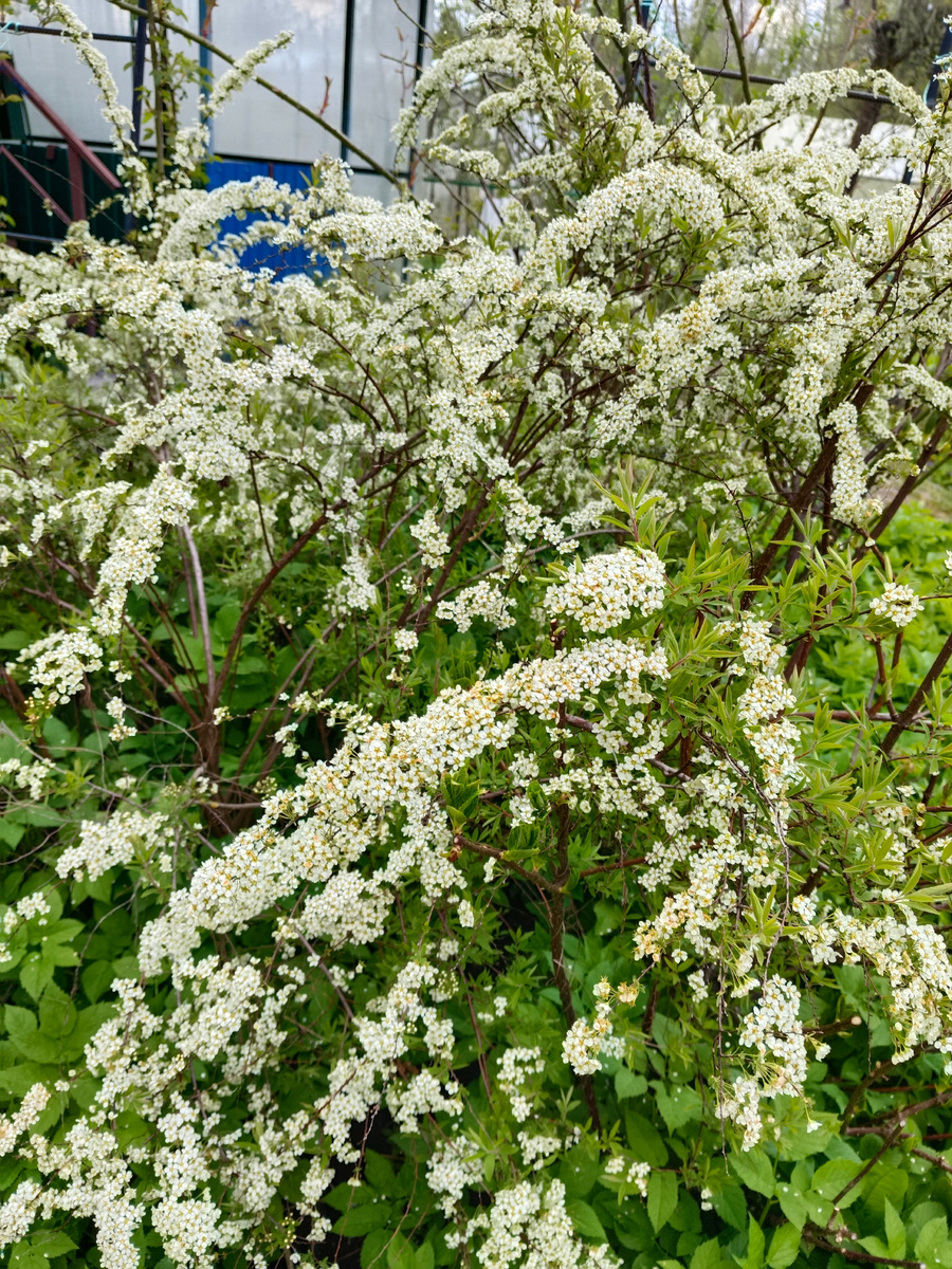 Обожаю эту спирею