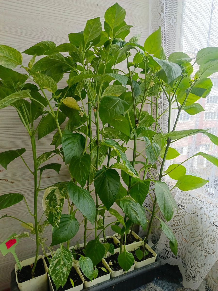 Перцы. С жёлтым листом - это сорт такой, перец тоже будет полосатый.