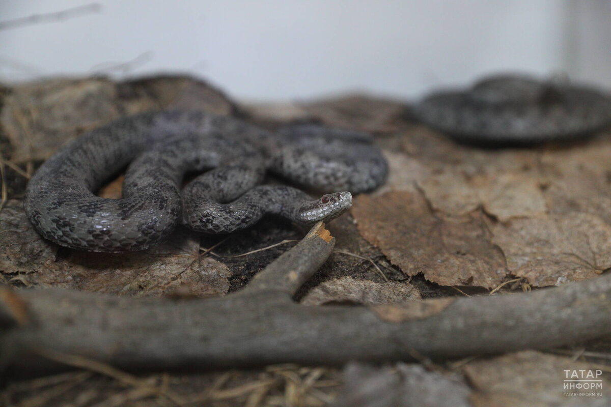 Фото: © «Татар-информ» / Михаил Захаров