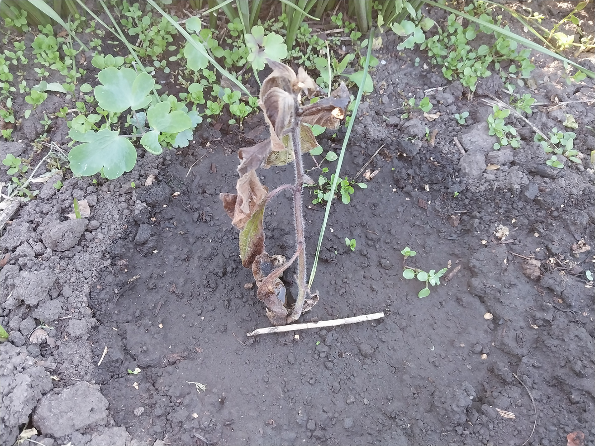 Гелиотроп. Не выжил после заморозка. Понадеялась на "авось".