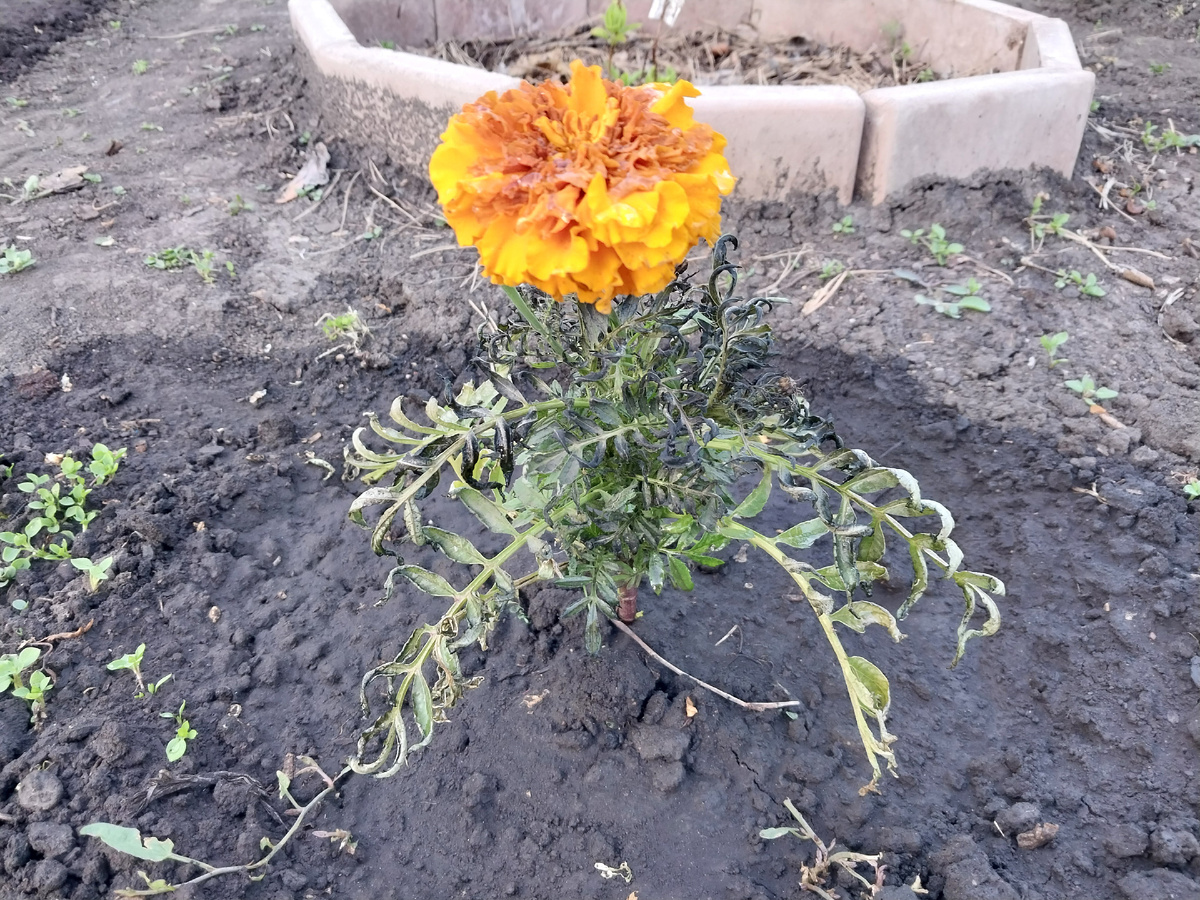 Так стало 29.05.25 после ночного заморозка 27.05.25 г.