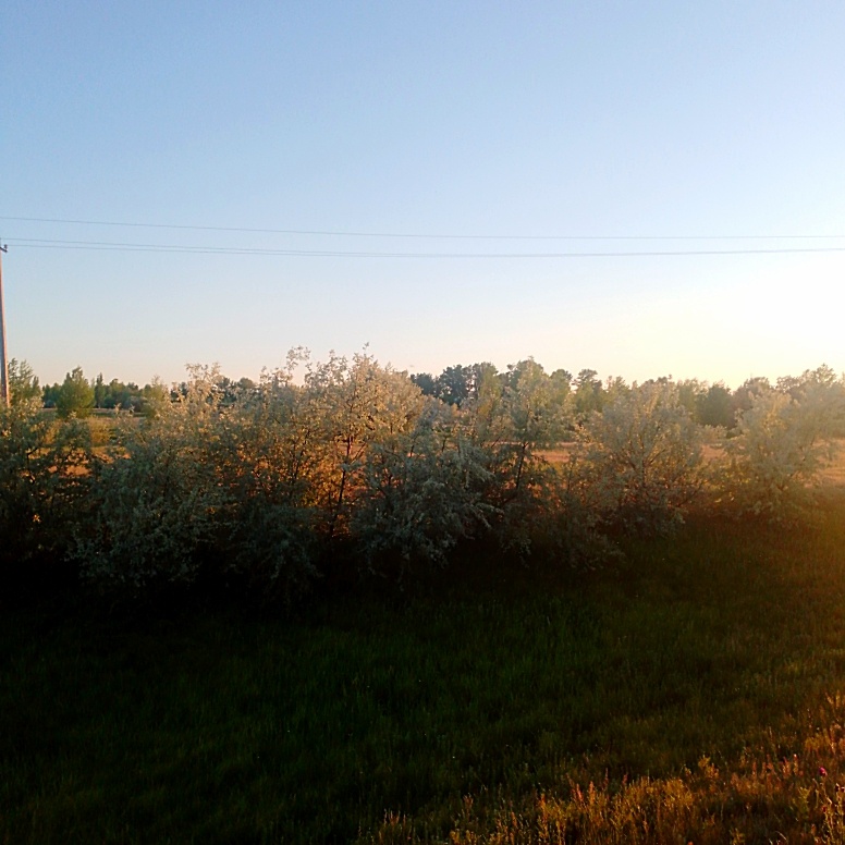 Лох (серебристый вроде)