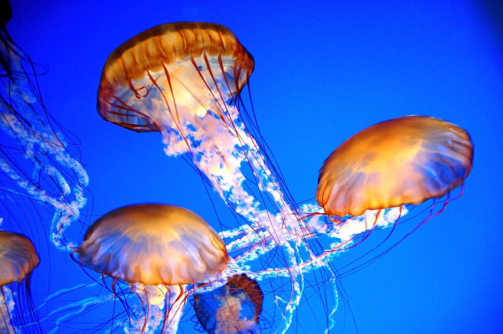 фотография взята из открытого доступа сети интернет / Фото Tyler Blase OSA Photography ( Flickr.com)