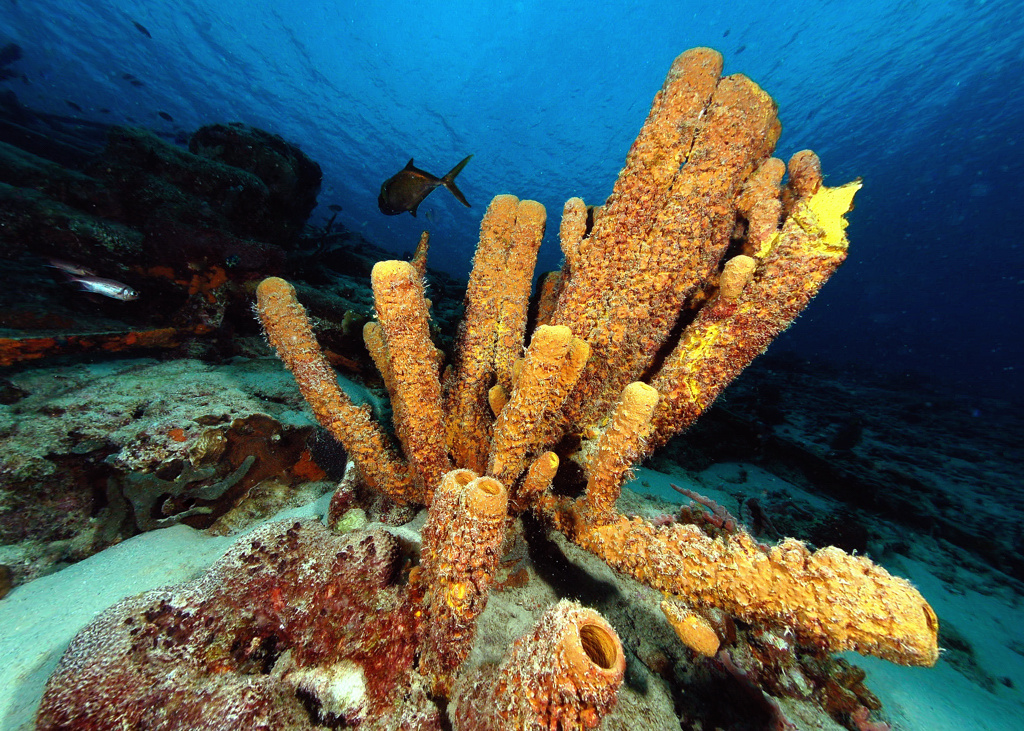 фотография взята из открытого доступа сети интернет / Фото gillybooze ( David ) ( Flickr.com)