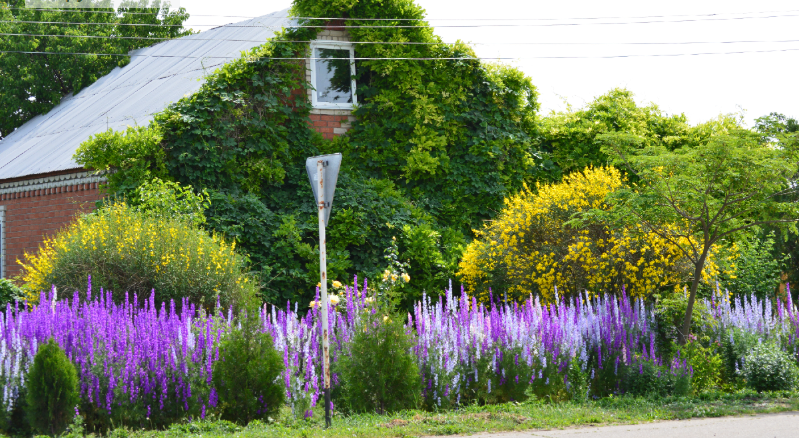 Фото автора. 28.05.2025. Станица. Зелёный дом.