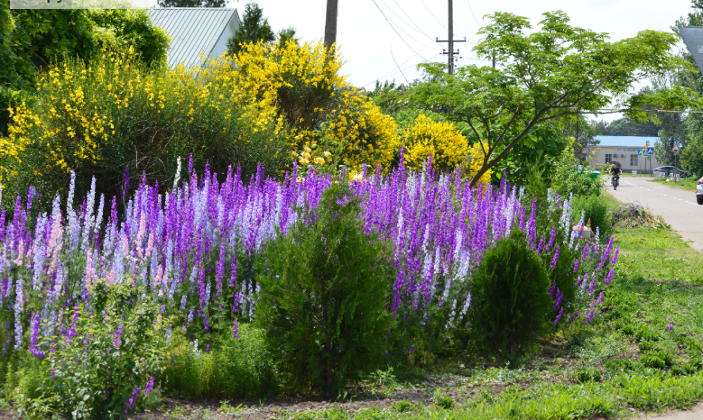 Фото автора. 28.05.2025. Станица. У зелёного дома.