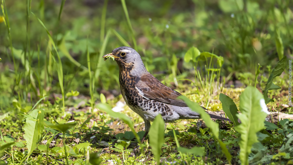 2. Дрозд рябинник © NickFW.ru — 29.05.2025г.