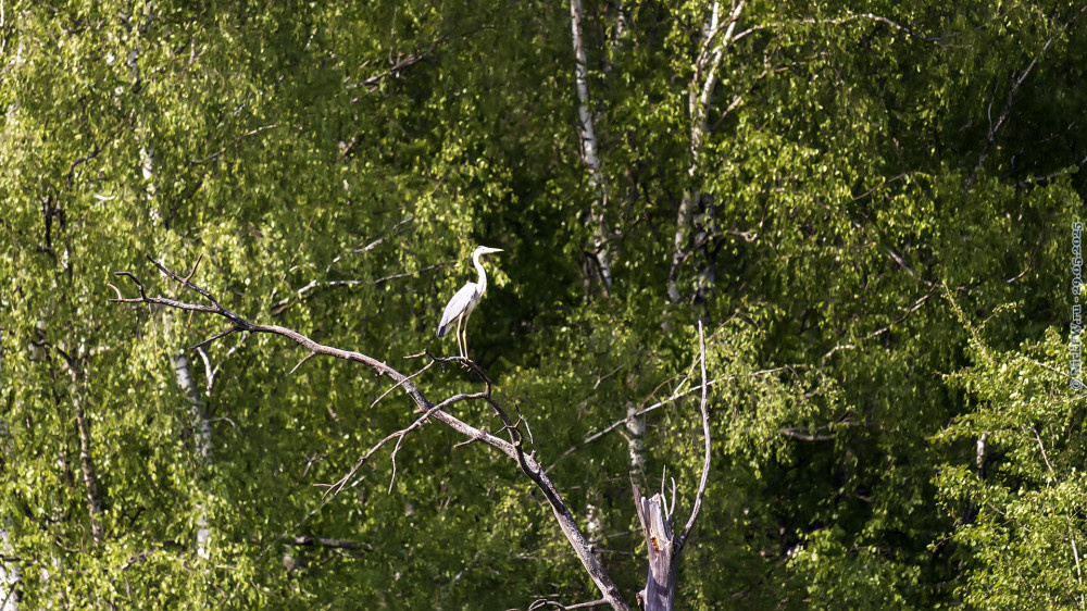 1. Серая цапля © NickFW.ru — 29.05.2025г.