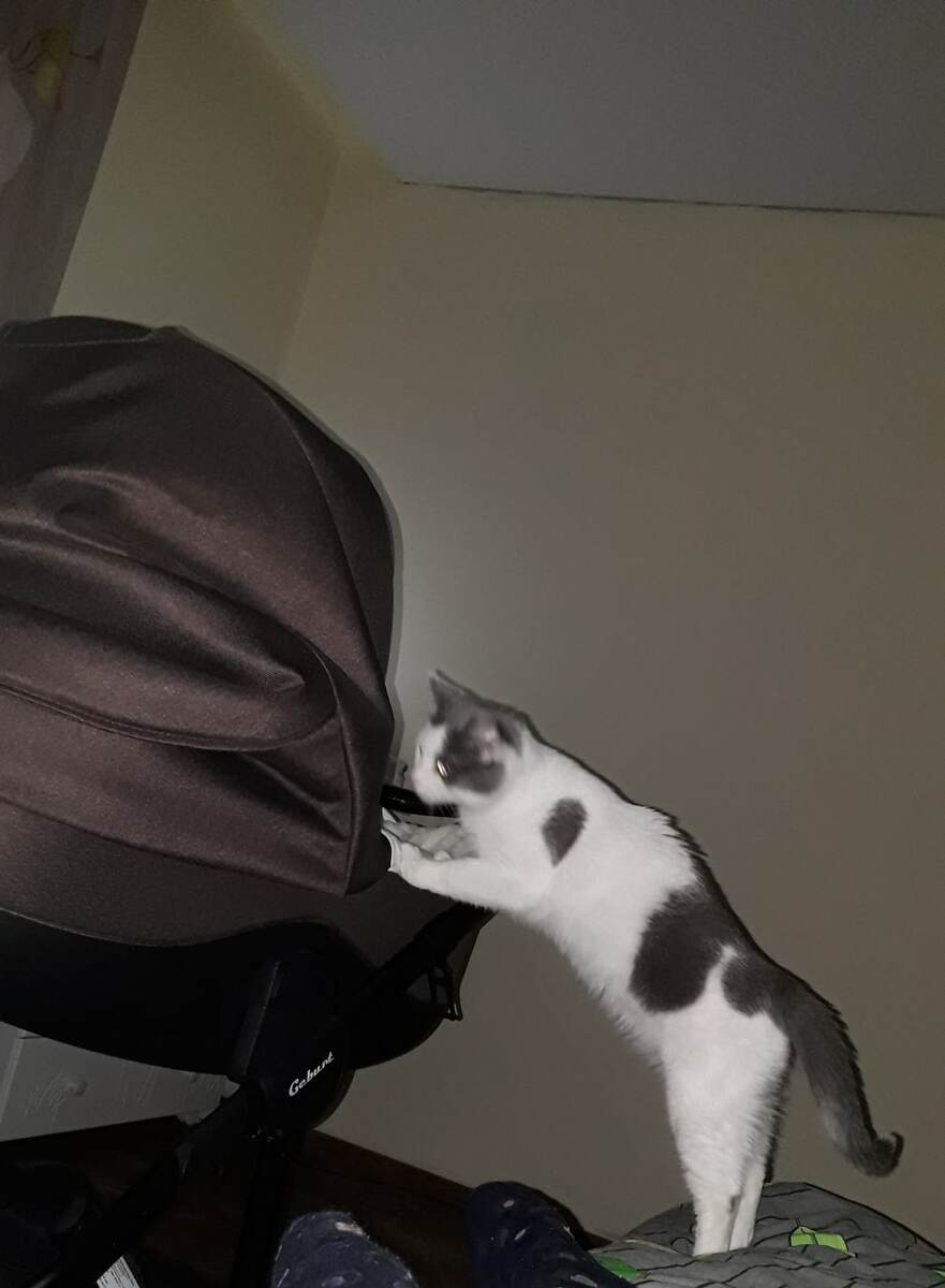 Усатый нянь.