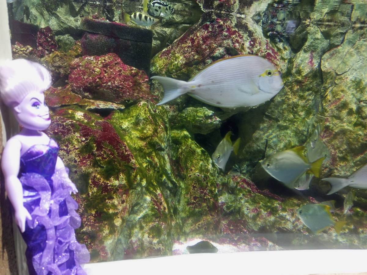 Рыба-хирург. 