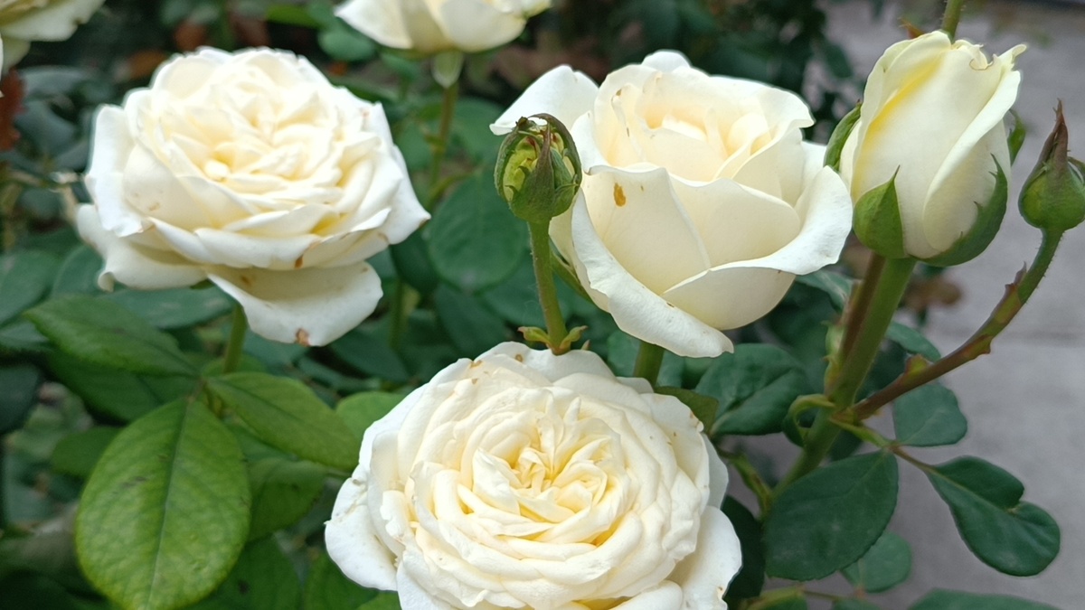 Роза Аваланж канал Мой Розовый мир