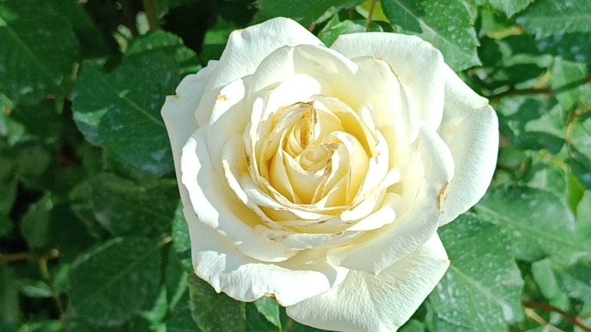 роза Аваланж фото автора канала Мой Розовый мир