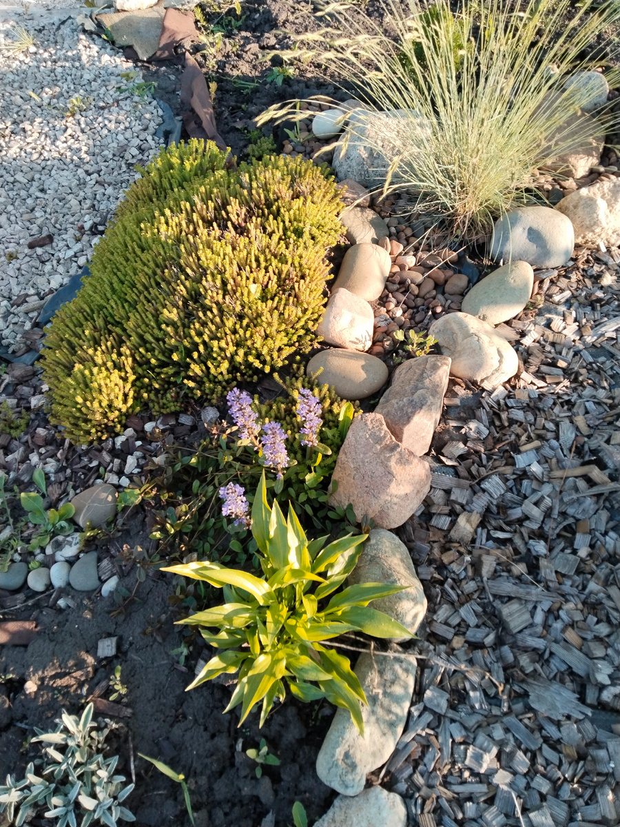 Очиток едкий, живучка, хоста, овсяница цветёт