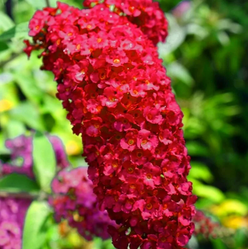 Будлея сорта «Роял Ред»