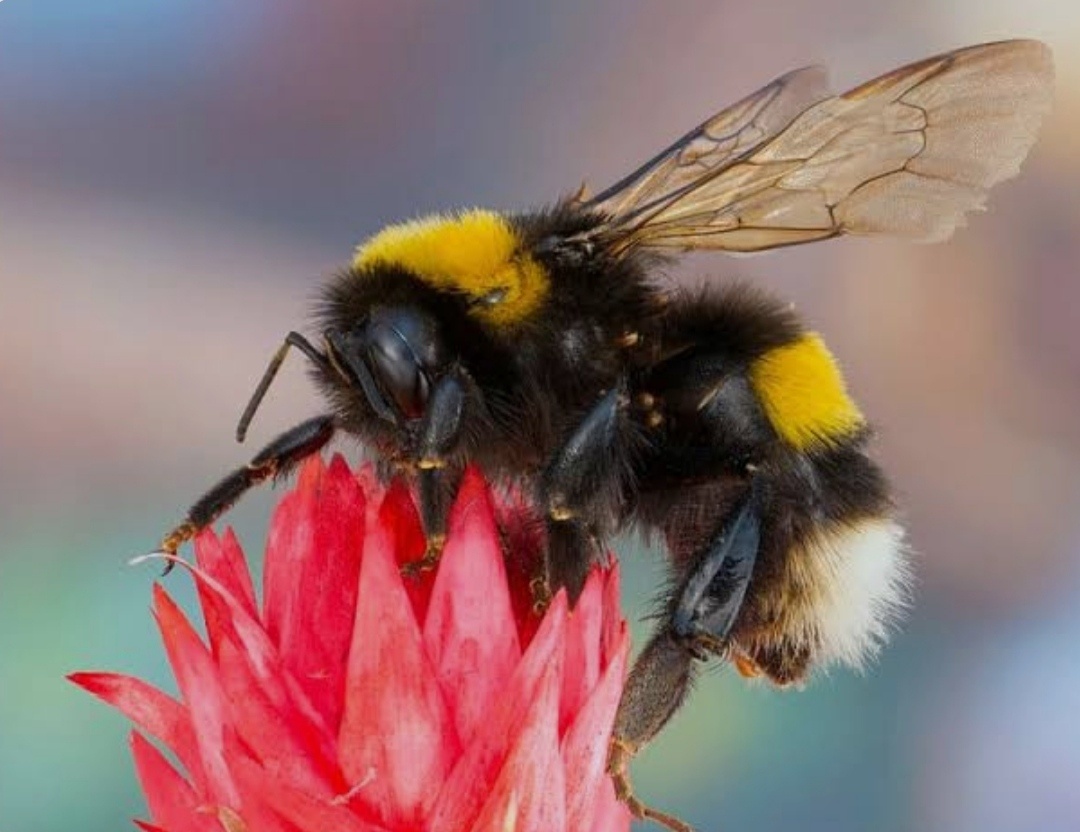 Инженерный шедевр