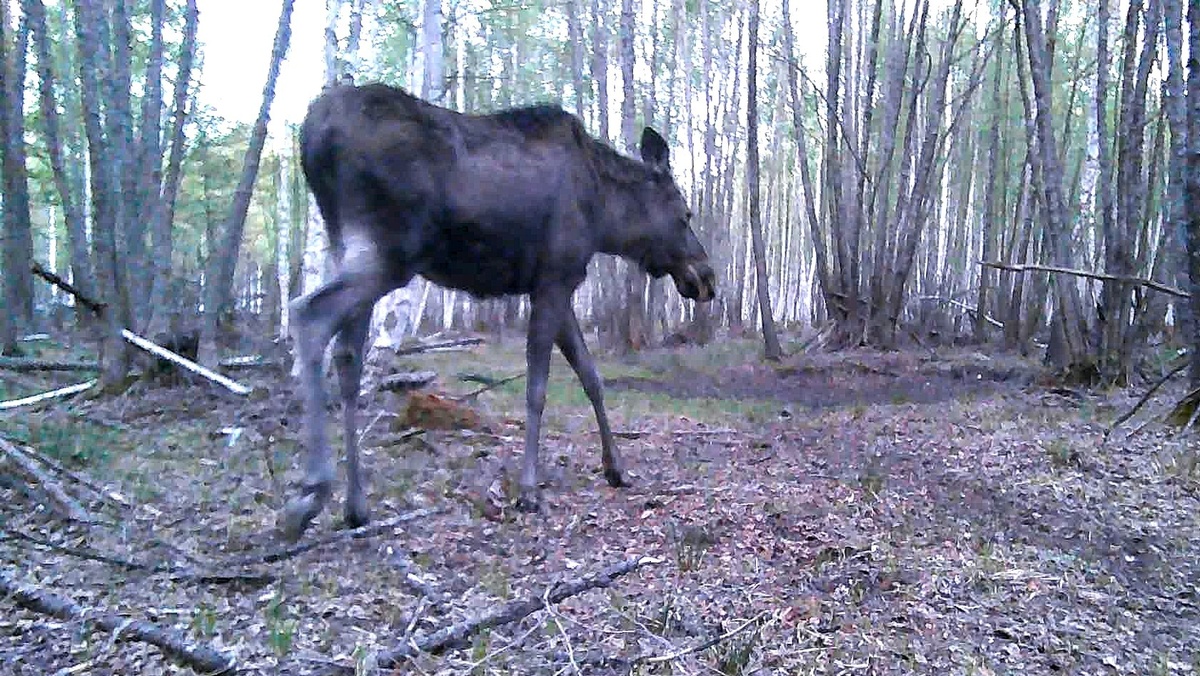 Лось идет к лесной яме