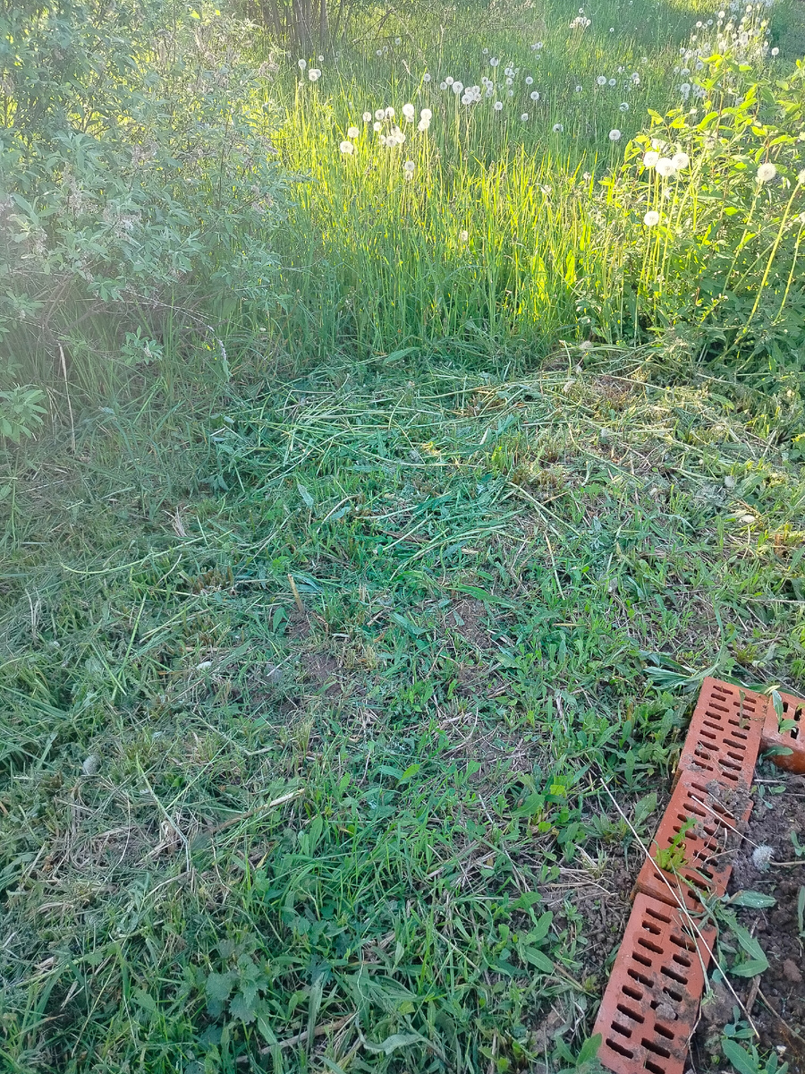 Кто-нибудь видит здесь иву? Вот и я не вижу.