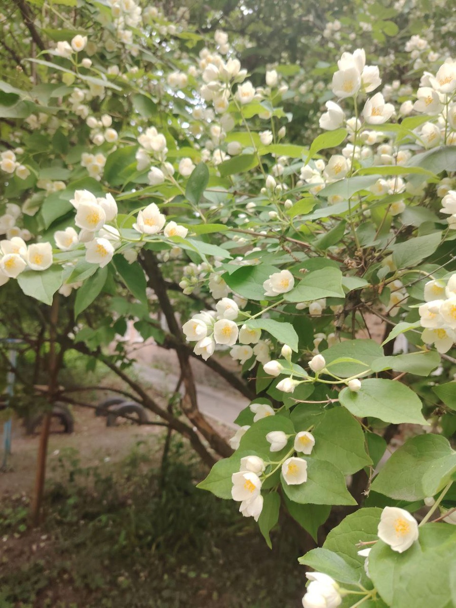 По дороге в центр Здоровье увидели цветущий жасмин: огромное дерево