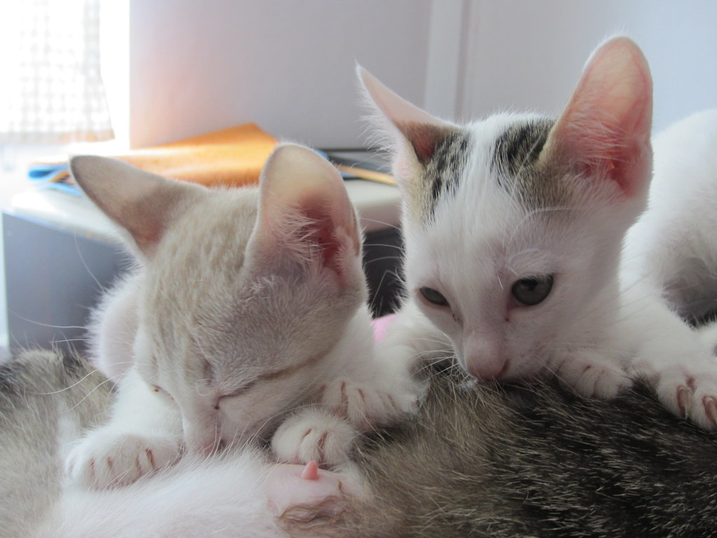 фотография взята из открытого доступа сети интернет / Фото Gordon Anderson ( Flickr.com)