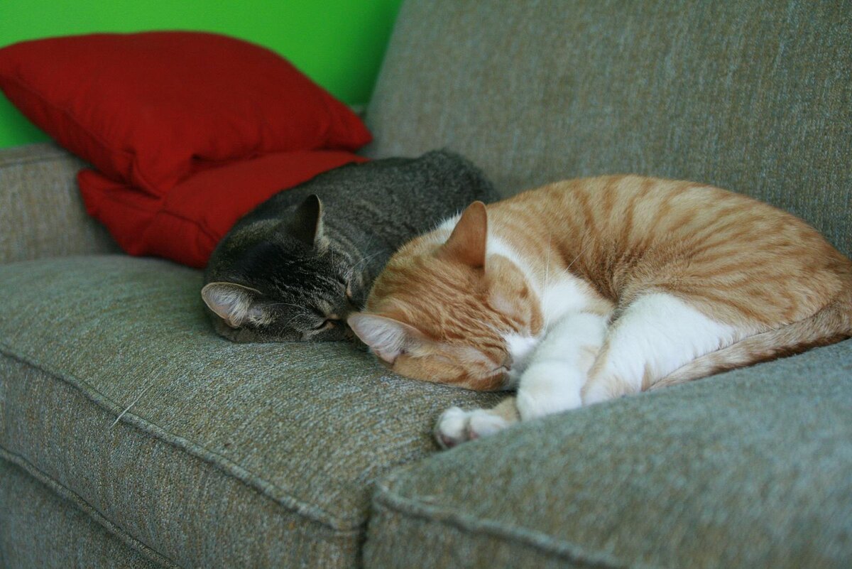 фотография взята из открытого доступа сети интернет / Фото sharyn morrow ( Flickr.com)