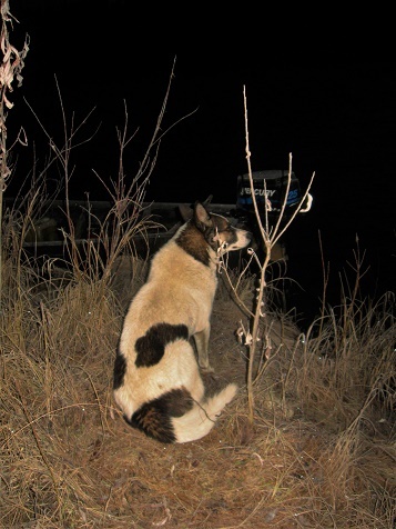 Фотографии Татьяны Немшановой. Бим - герой рассказа. Лайка. Северная ночь. Западная Сибирь Приполярный Урал Зауралье ХМАО Югра.