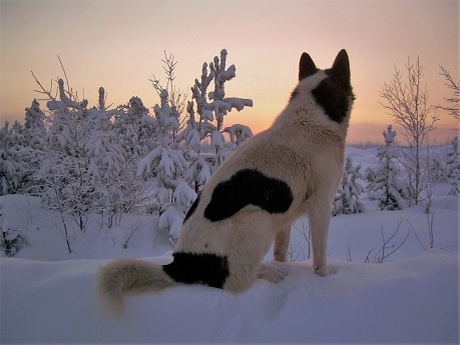 Фотографии Татьяны Немшановой. Бимка. Лайка Западной Сибири ХМАО Югра. Закат северного. Края. Болото. Западная Сибирь Приполярный Урал Зауралье ХМАО Югра.